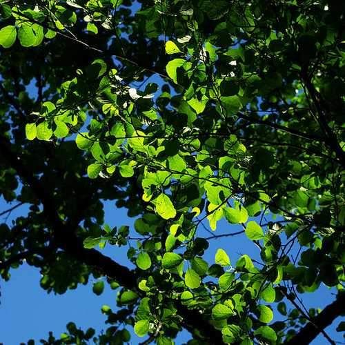 Olcha czarna (Alnus Glutinosa) 15/30cm zdjęcie 4