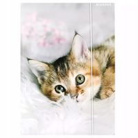 Teczka Z Gumka Pap A4 Kotki Stk Fol10/100