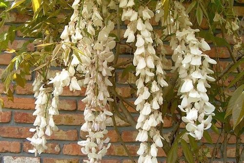 Wisteria Biała Glicynia Alba P9 na Arena.pl