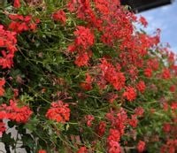 Pelargonia bluszczolistna zwisająca CZERWONA wisząca, duże sadzonki