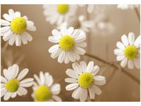 100 70CM OBRAZ PŁÓTNO RUMIANEK POSPOLITY PŁÓTNO RAMA