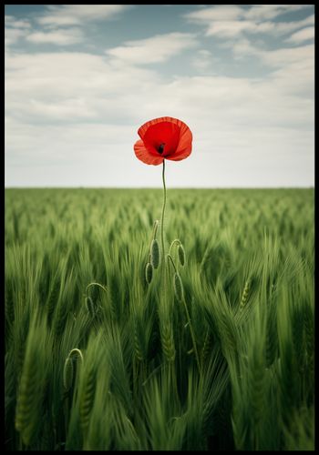 Plakat 68x98cm Samotny Mak na Polu na Arena.pl