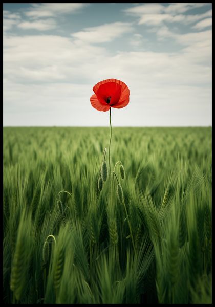 Plakat 68x98cm Samotny Mak na Polu zdjęcie 2