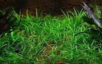 Zestaw roślin łatwych w uprawie 3 plany + GRATIS na Arena.pl