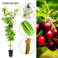 Czereśnia Hedelfińska wydajna odmiana na przetwory 100-150 cm