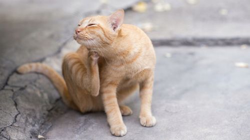 CANAC Dimethicon – Krople ochronne przeciw pchłom i kleszczom dla kotów na Arena.pl