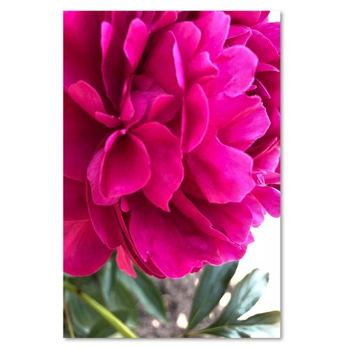 Deco Panel, Różowa piwonia 40x60 na Arena.pl