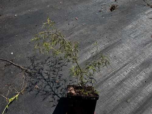 Brzoza brodawkowata 'Karaca' Karłowata Miniaturowa (Betula pendula) 2.0L na Arena.pl