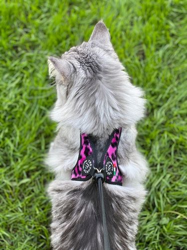 SZELKI dla dużego kota 38-48cm do 6kg Brytyjski TRE PONTI Leopard różowe na Arena.pl