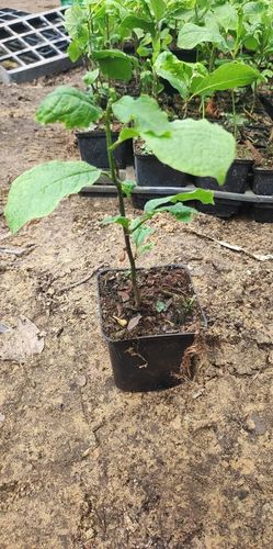 MAGNOLIA SUSAN - sadzonki 10 / 15 cm na Arena.pl