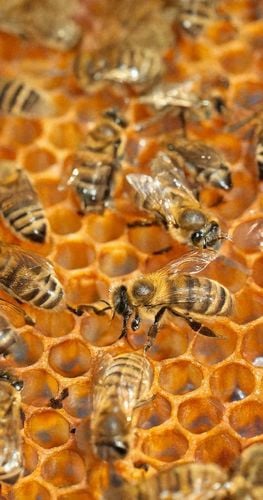 świeca z wosku pszczelego - 1 szt. na Arena.pl