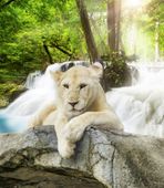 FOTOTAPETA NATURA BIAŁA LWICA STRUMYK