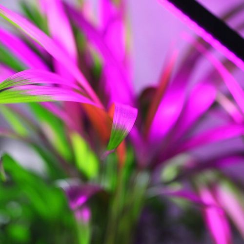 LAMPA DO WZROSTU UPRAWY ROŚLIN LED GROW LIGHT TIMER 9 POZIOMÓW ŚWIECENIA na Arena.pl