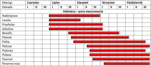 MALINA - LASZKA WCZESNA - SMACZNA PAKIET 10 MALIN na Arena.pl