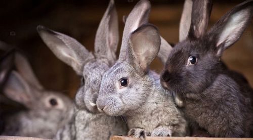 Królik Uniwersalny Pasza do królików Neorol 15kg na Arena.pl