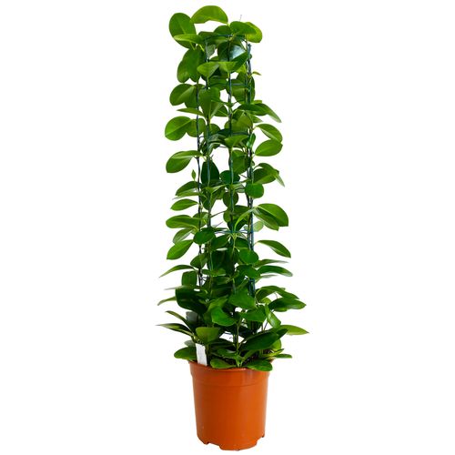 Hoya hoja AUSTRALIJSKA 85 cm na Arena.pl
