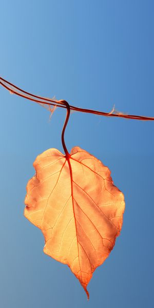 Plakat 50x100cm Ostatni Liść zdjęcie 1
