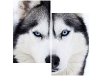 60X60CM HUSKY DWU OBRAZ ŚCIAN