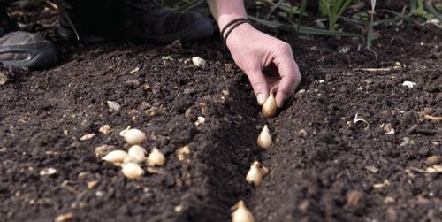 ZIMOWY ZESTAW DO SADZENIA 2x Dymka + Czosnek Harnaś 500g na Arena.pl
