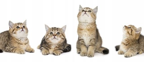 POCHŁANIACZ NEUTRALIZATOR ZAPACHÓW MOCZU KOTA ISOKOR 1L ANTI URINE CLEANER na Arena.pl