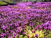 Macierzanka cytrynowa DOONE VALLEY Okrywowa Na skalniak Sadzonki P9