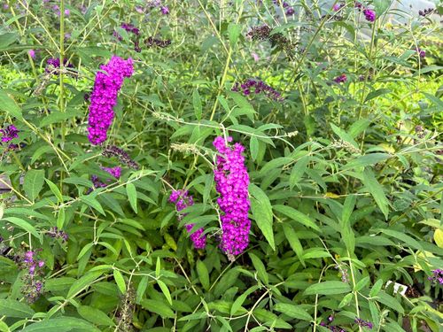 Budleja Dawida 'Royal Red' (Buddleja davidii) Doniczka 2.0L na Arena.pl
