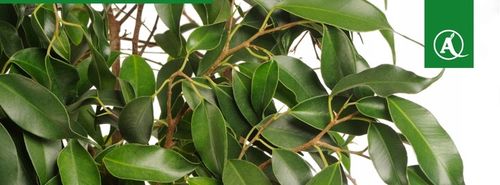 Sanium Pin pałeczki 2w1 nawozowe i na szkodniki na Arena.pl