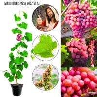 Winogron Kiszmisz Łuczystyj bezpestkowy KRZEW 60-90 cm