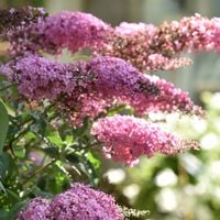 Budleja PINK CASCADE Różowa Kaskada kwiatów Motyli krzew Sadzonki C2