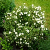 Pięciornik krzewiasty ABBOTSWOOD Biały Okrywowy Na rabaty Sadzonki