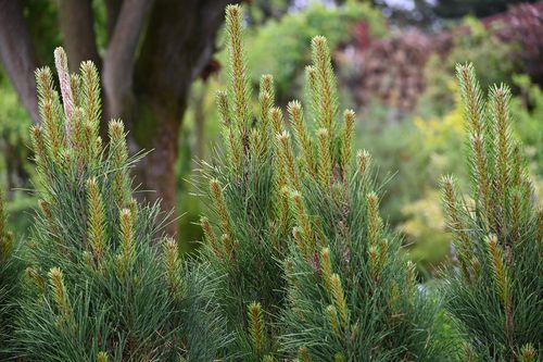 Sosna czarna Green Tower - Pinus nigra na Arena.pl