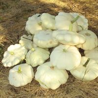 Dynia Zwyczajna Patison Disco Soczysty Witaminy Sole Cucurbita Pepo L. 4G