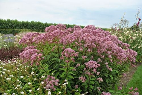 Sadziec Baby Joe - Eupatorium maculatum na Arena.pl