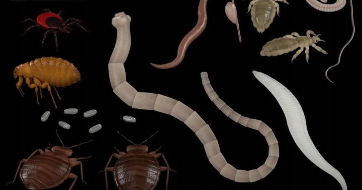 PREMIUM- Czosnek i Goździki- NOWOŚĆ! 400mg WOLNY OD PASOŻYTÓW- bibhitaka zdjęcie 3