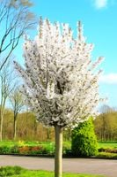 WIŚNIA ozdobna szczepiona NA PNIU - sadzonki 70 / 90