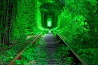 FOTOTAPETY 3d widoki brzozy las drzewa tory most