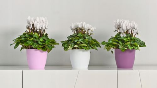 DONICZKA OSŁONKA Z PODSTAWKĄ DONICA KOLORY 18cm na Arena.pl