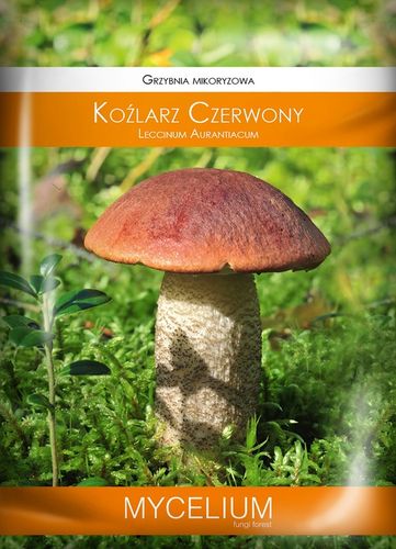 KOŹLARZ CZERWONY zagęszczona żywa grzybnia na Arena.pl