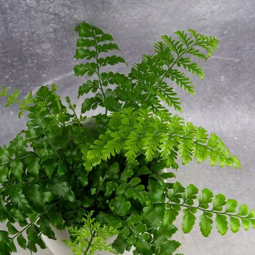 Paproć ASPLENIUM PARVATI egzotyczna paprotka domowa BEZPIECZNA DLA na Arena.pl