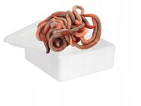 Rosówka kanadyjska w styropianie 10 sztuk