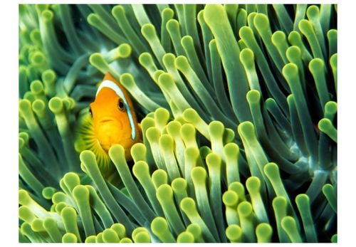Fototapeta - Anemonefish 200x154 na Arena.pl
