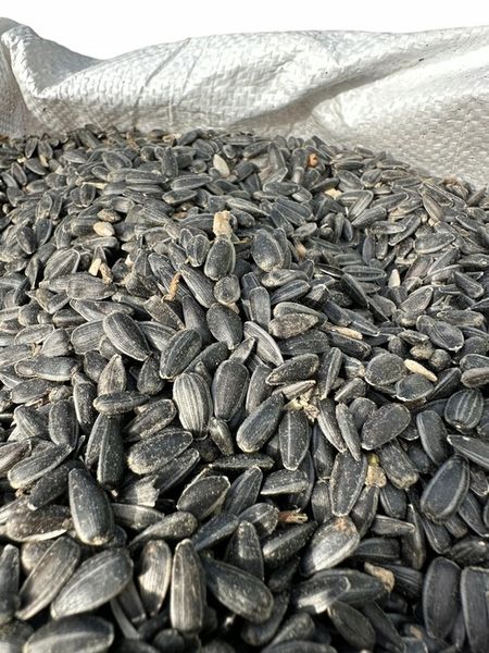 Słonecznik czarny 20 kg zdjęcie 3