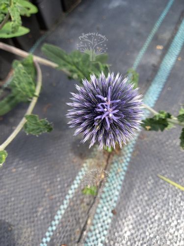 Przegorzan sadzonka rabata bylina suchy bukiet na Arena.pl