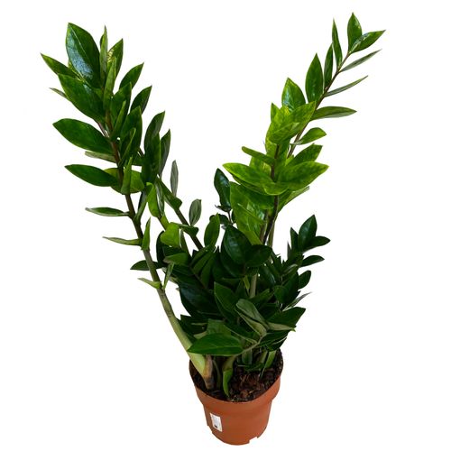 ZAMIOKULKAS (ZAMIOCULCAS) 70cm na Arena.pl
