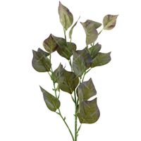 Gałązka liście ozdobne zielona