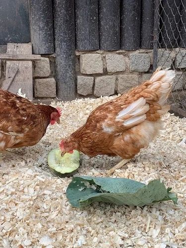 Bezpyłowe trociny ProBioBED Plus dla gryzoni jeży kur koni królika - 250 l na Arena.pl