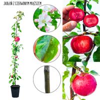 Jabłoń z czerwonym miąższem odmiana dekoracyjna 100-150 cm