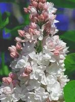 BEZ LILAK KRASAWICA MOSKWY - sadzonki 50 / 60 cm