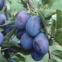 ŚLIWA ŚLIWKA WĘGIERKA DĄBROWICKA POLSKA ODMIANA