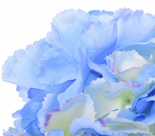 Hortensja wyrobowa niebieska na Arena.pl